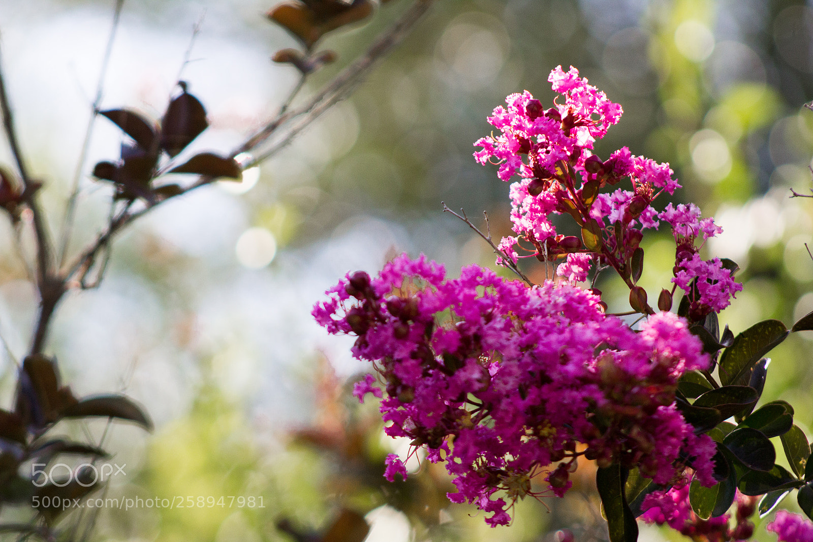 Canon EOS 1200D (EOS Rebel T5 / EOS Kiss X70 / EOS Hi) sample photo. Holy pink photography