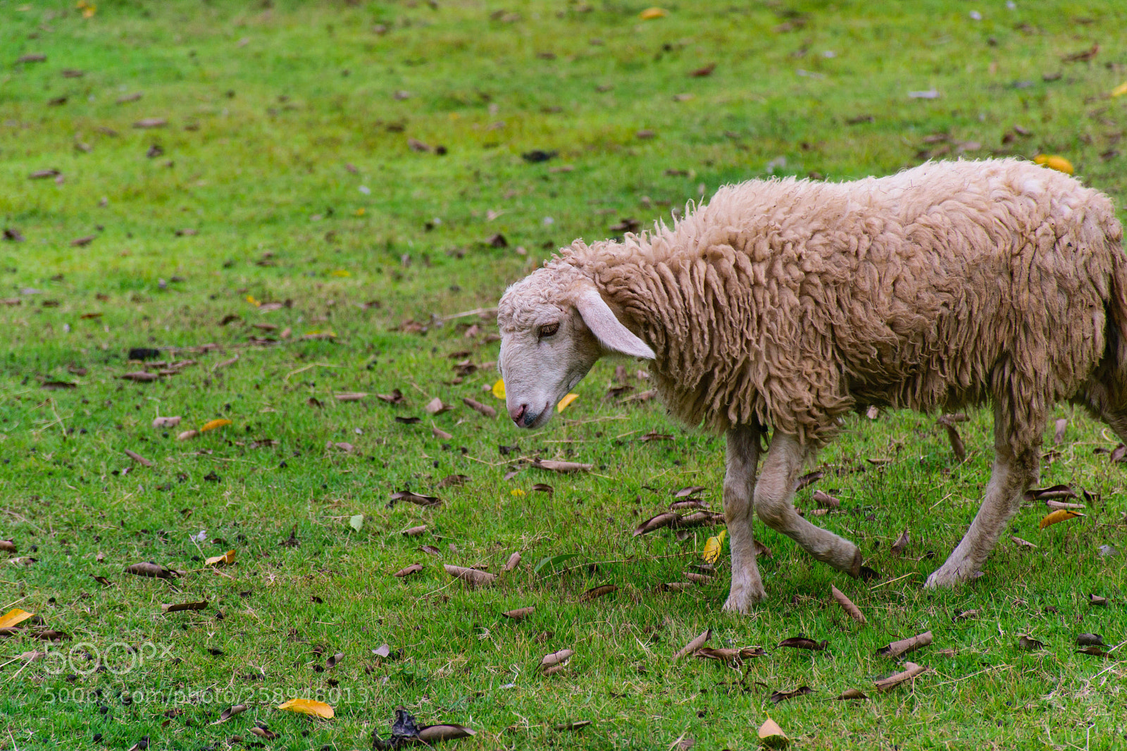 Nikon D5300 sample photo. Search for... photography