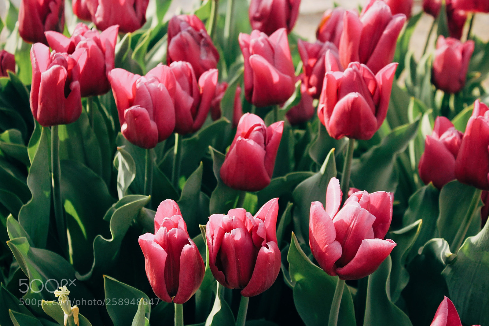 Canon EOS 1100D (EOS Rebel T3 / EOS Kiss X50) sample photo. Tulips for her photography
