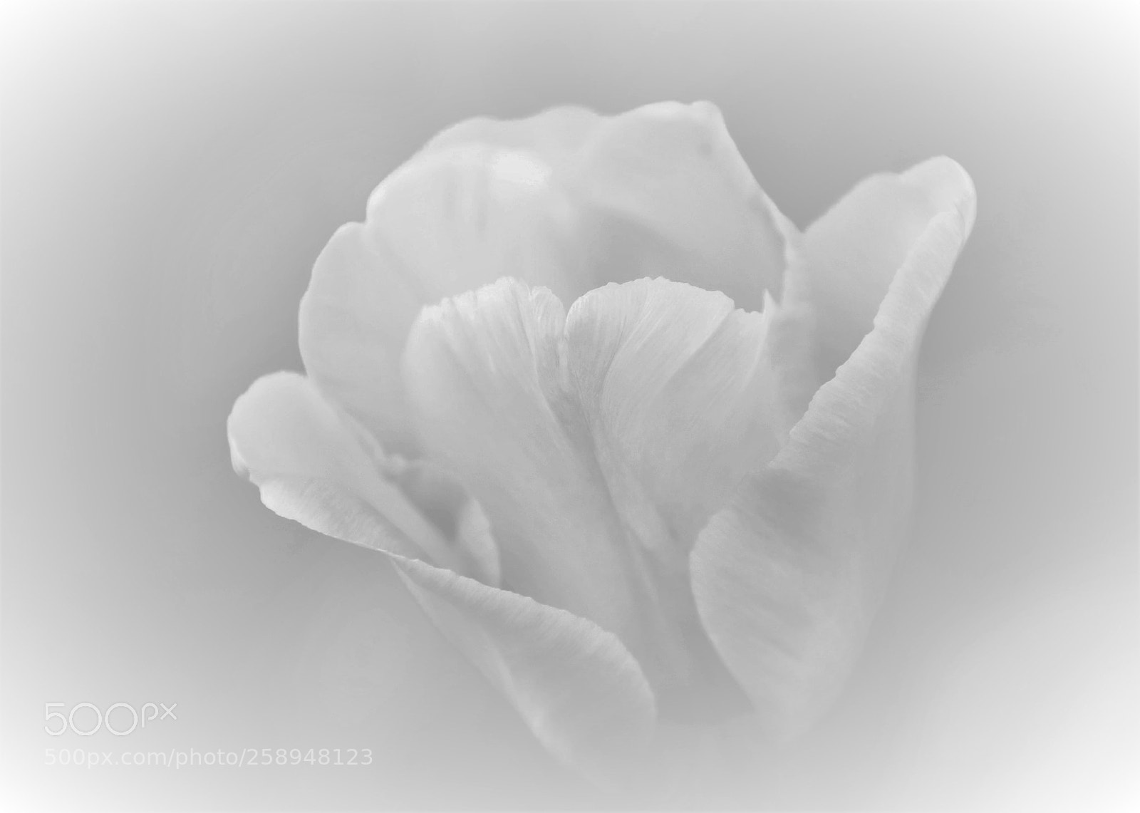 Canon EOS 6D Mark II sample photo. Tulips -- 郁金香 photography