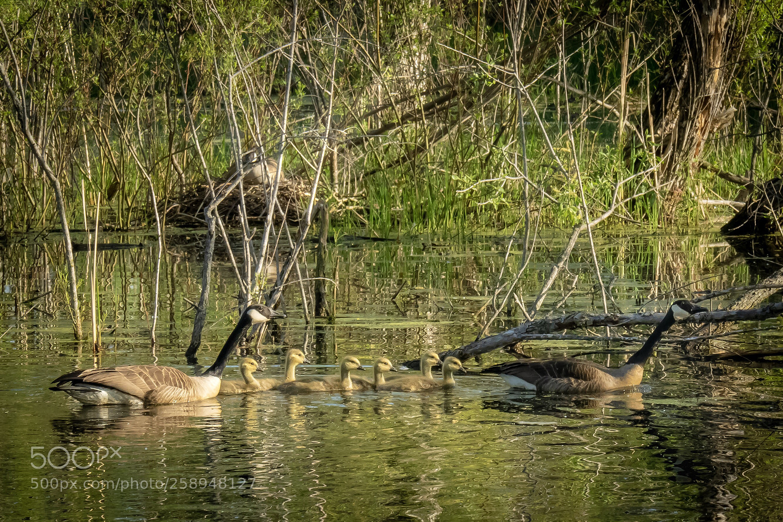 Sony Cyber-shot DSC-RX10 III sample photo. Spring family hormel nature photography