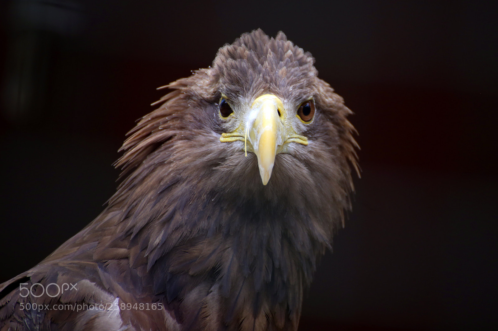 Canon EOS 6D sample photo. Bird of prey photography
