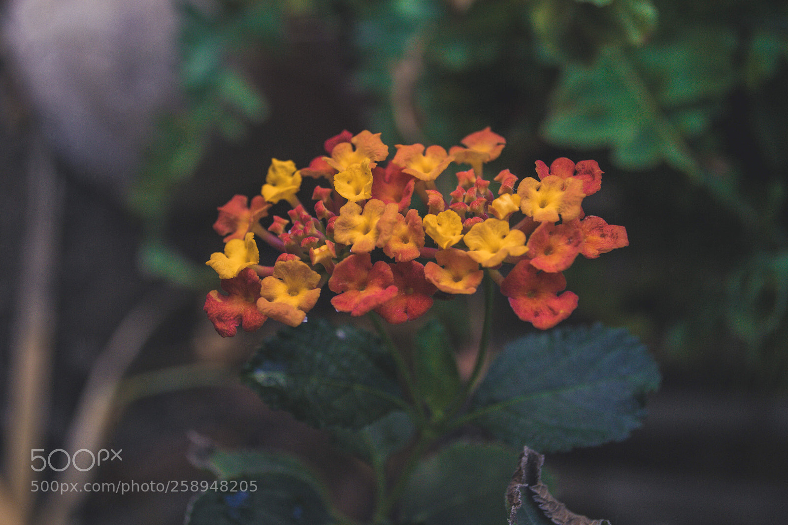 Nikon D3100 sample photo. Flor photography