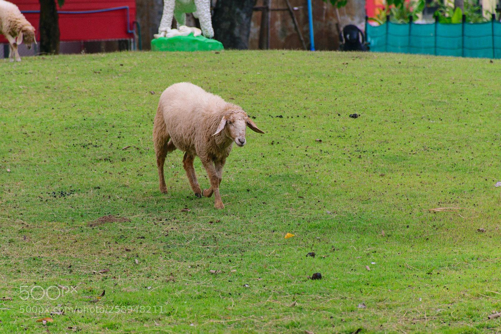 Nikon D5300 sample photo. Come to huddling. photography