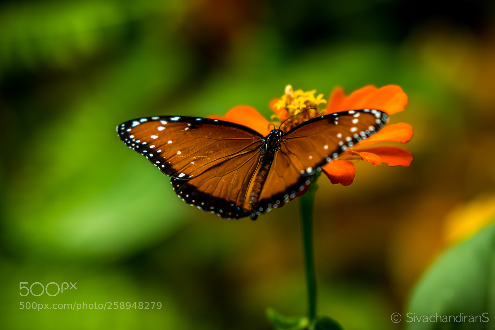 Nikon D5500 sample photo. Butterfly beauty ..:) photography