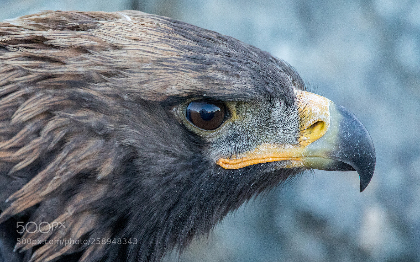 Canon EOS 5D Mark IV sample photo. Eye of the eagle photography