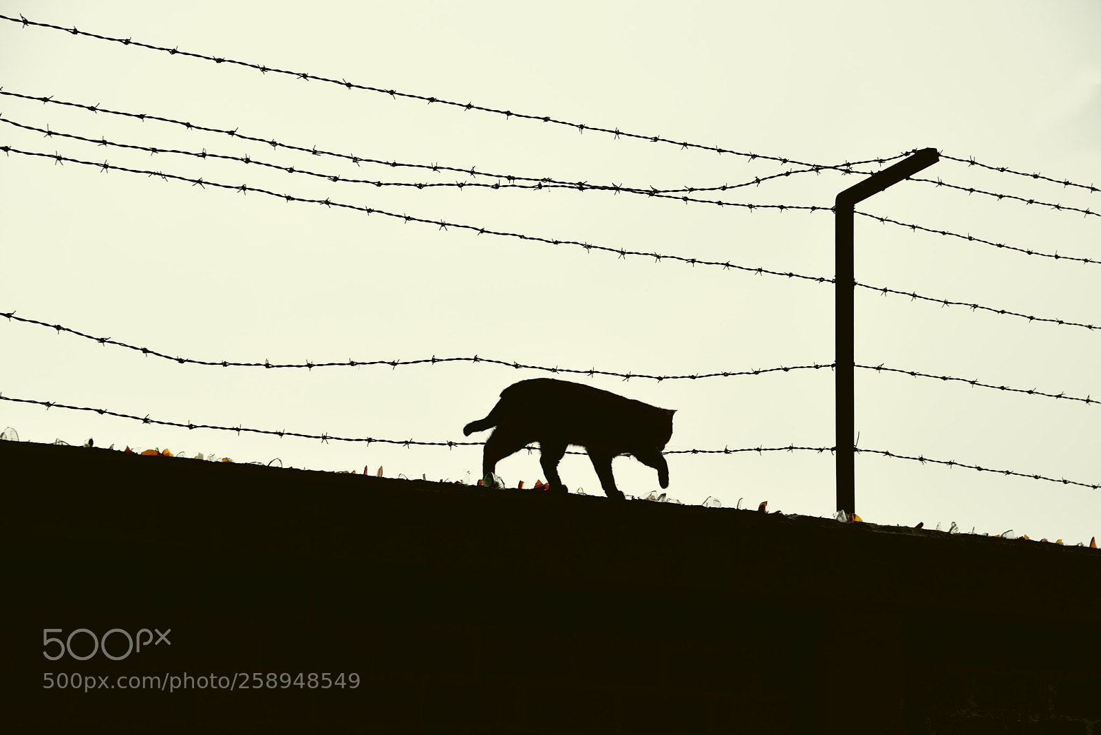 Nikon D750 sample photo. The cat and the photography