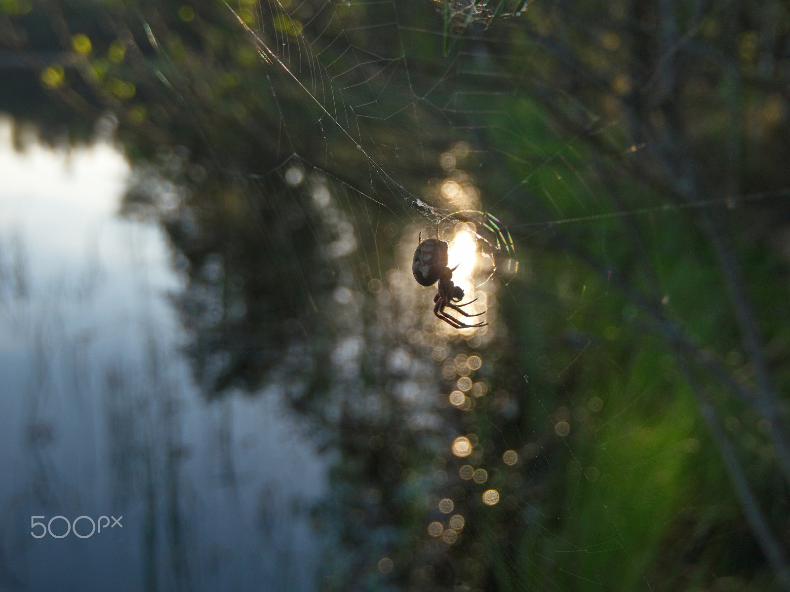 Panasonic Lumix DMC-G5 sample photo. Catcher of sunlight photography