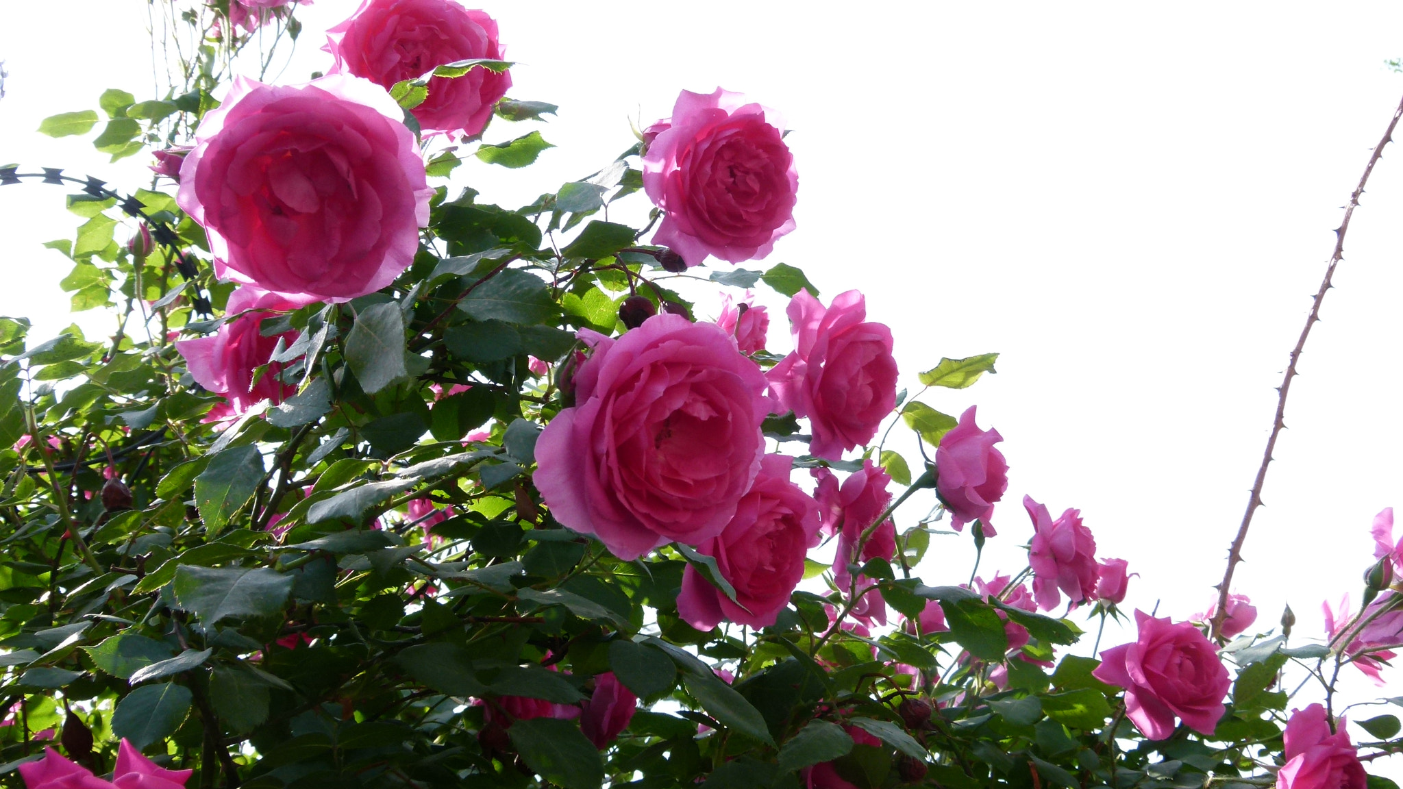 Leica V-Lux 2 sample photo