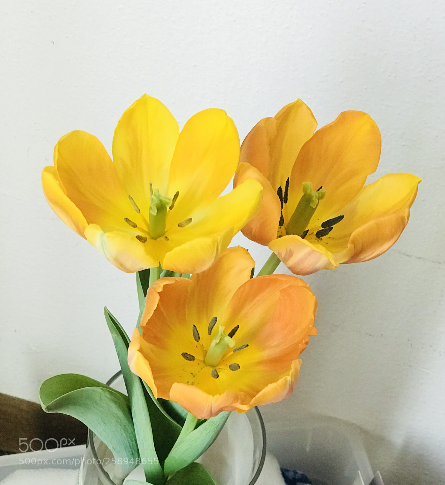 Apple iPhone 7 Plus sample photo. Tulips photography