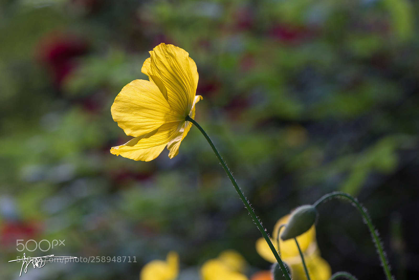 Nikon D610 sample photo. Poppies 
 photography