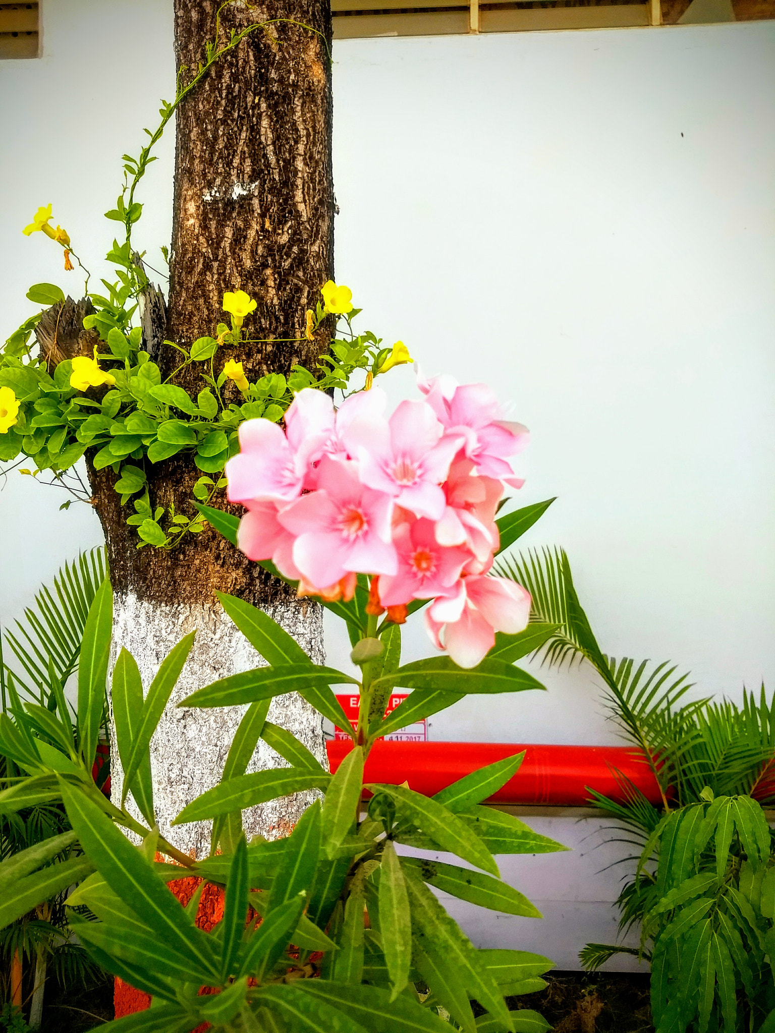 Motorola Moto G (5) Plus sample photo