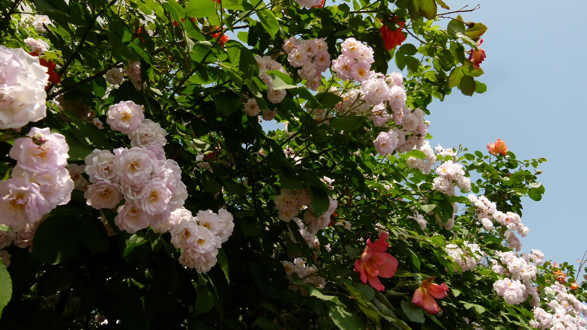 Leica V-Lux 2 sample photo