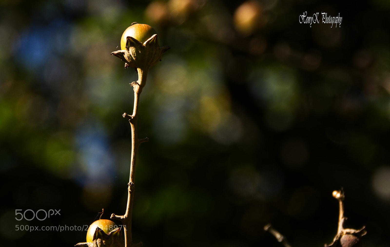 Nikon D7100 sample photo. Above the rest photography