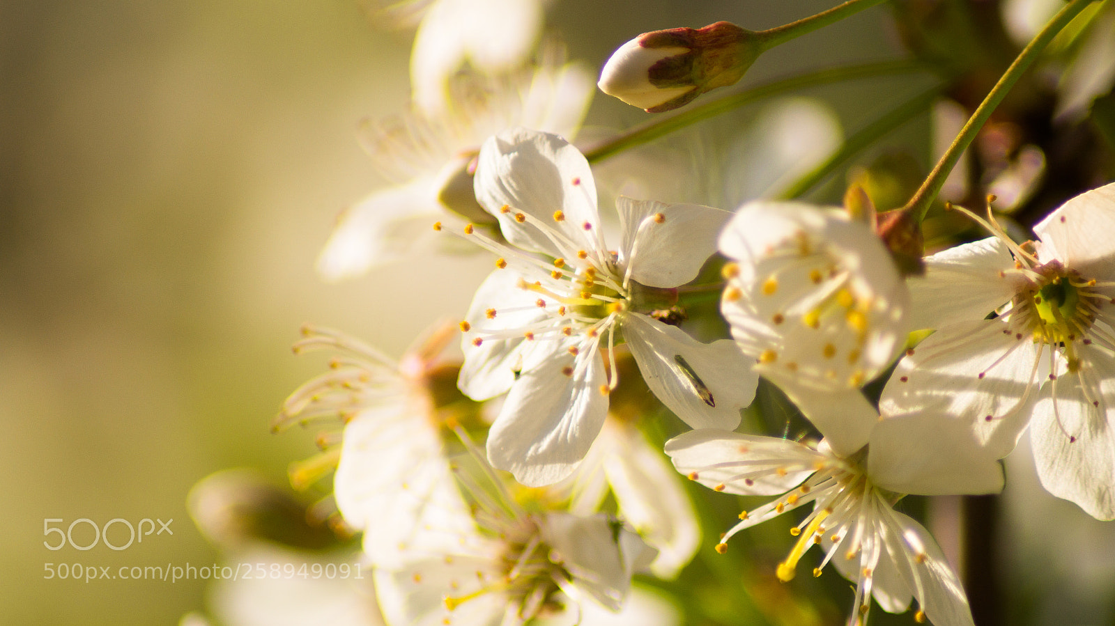 Sony SLT-A37 sample photo. вишня photography