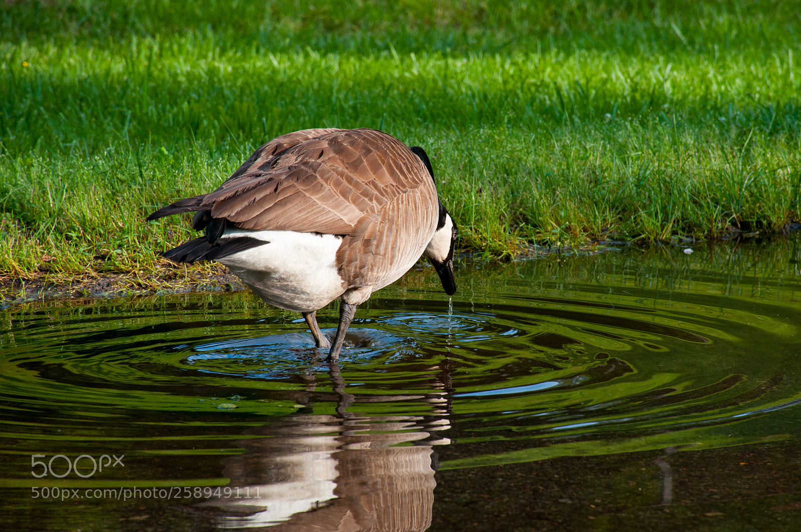 Nikon D300 sample photo. A thirsty goose photography