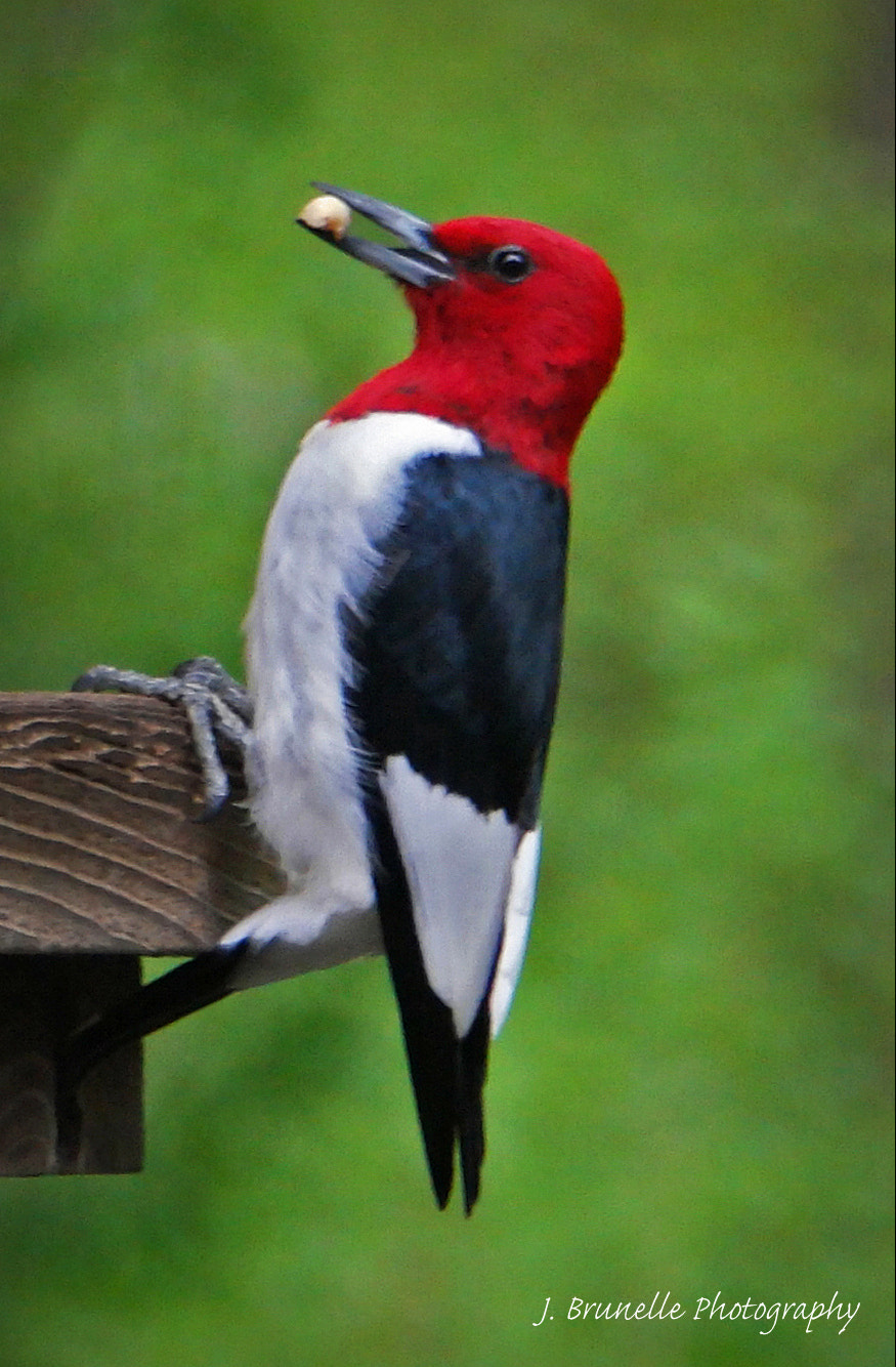 Samsung NX500 sample photo. Red-headed woodpecker may 21 photography