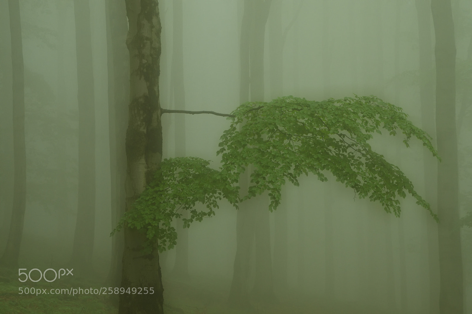 Nikon D7000 sample photo. The beech tree photography