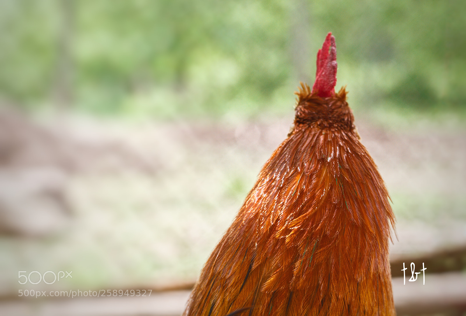 Canon EOS 7D sample photo. Untitled photography