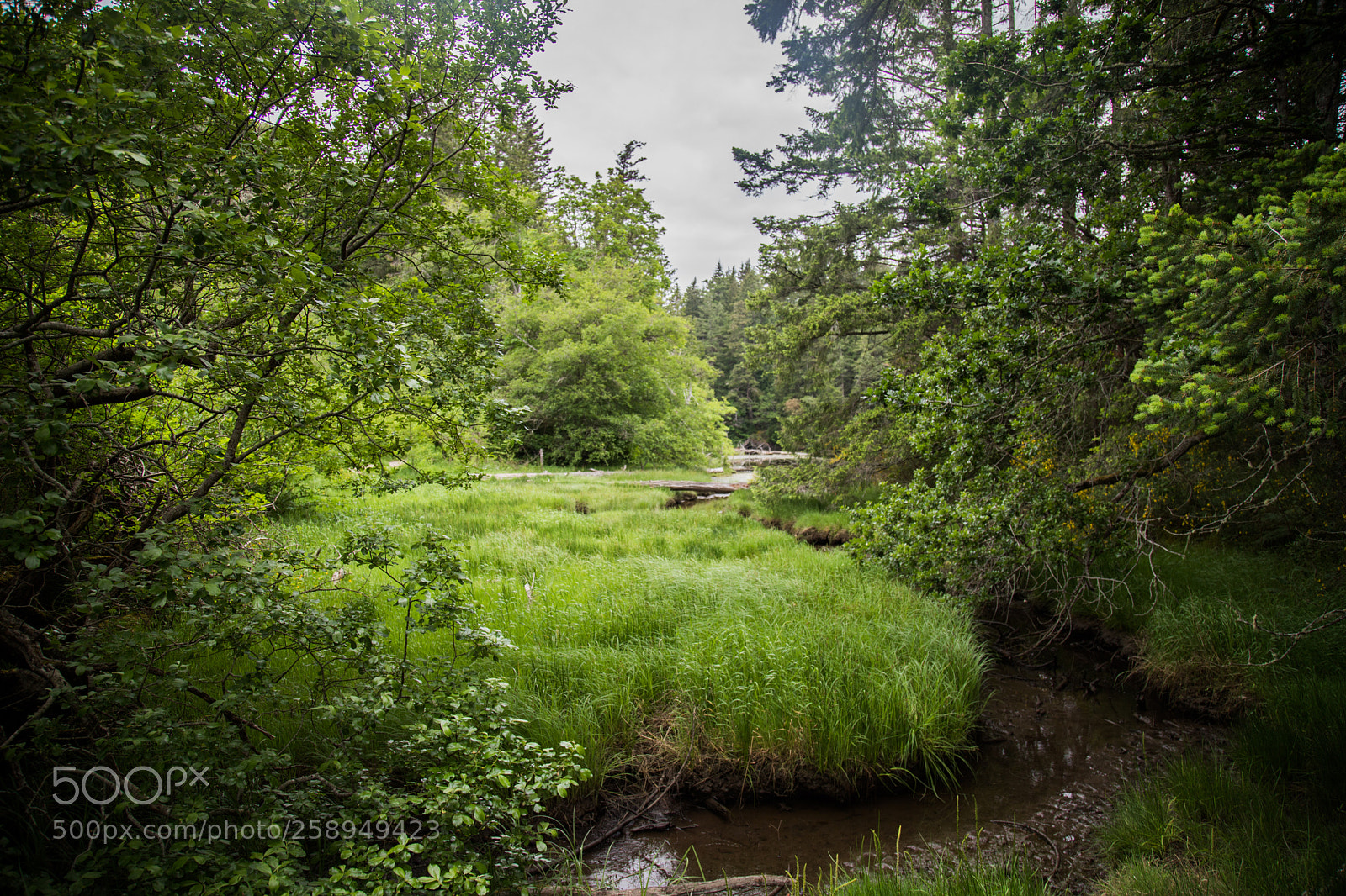 Canon EOS 6D Mark II sample photo. Hidden meadow photography