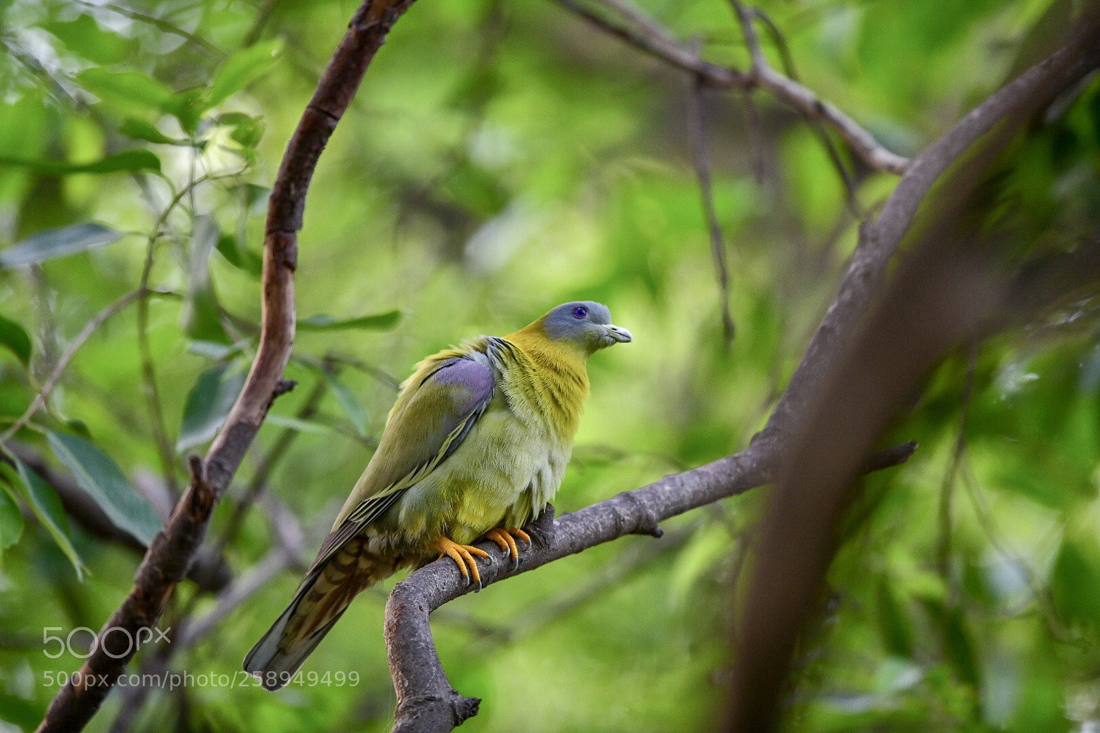 Nikon D850 sample photo. United colours  photography