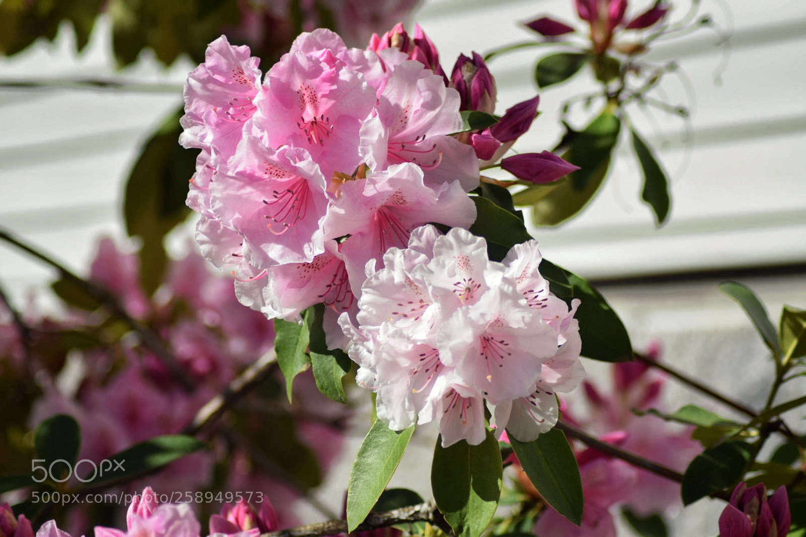 Nikon D3300 sample photo. Pink rhodedendron photography