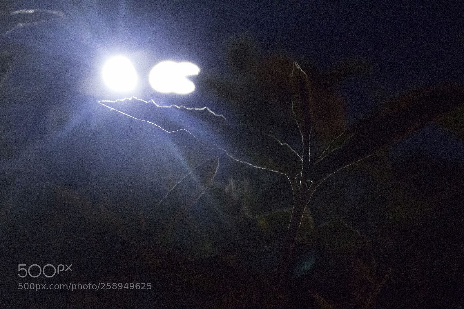 Canon EOS 1200D (EOS Rebel T5 / EOS Kiss X70 / EOS Hi) sample photo. Leaves and streetlight 2. photography