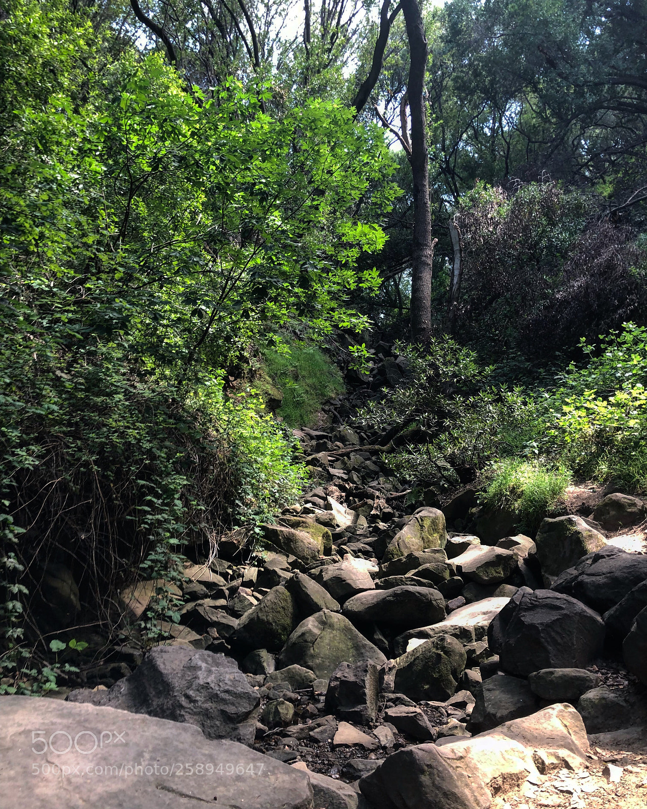 Apple iPhone 8 Plus sample photo. Nature's beauty photography