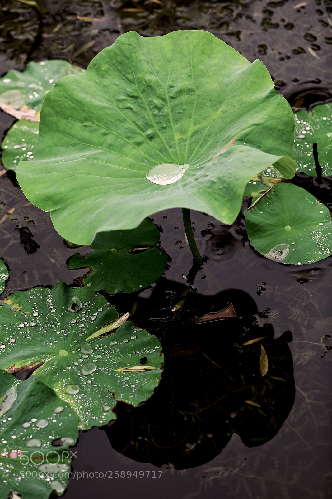 Canon EOS 5D Mark IV sample photo. 雨天 photography