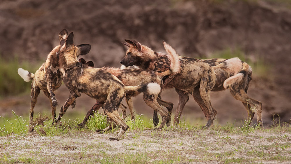 Nikon D90 sample photo. African wild dog photography