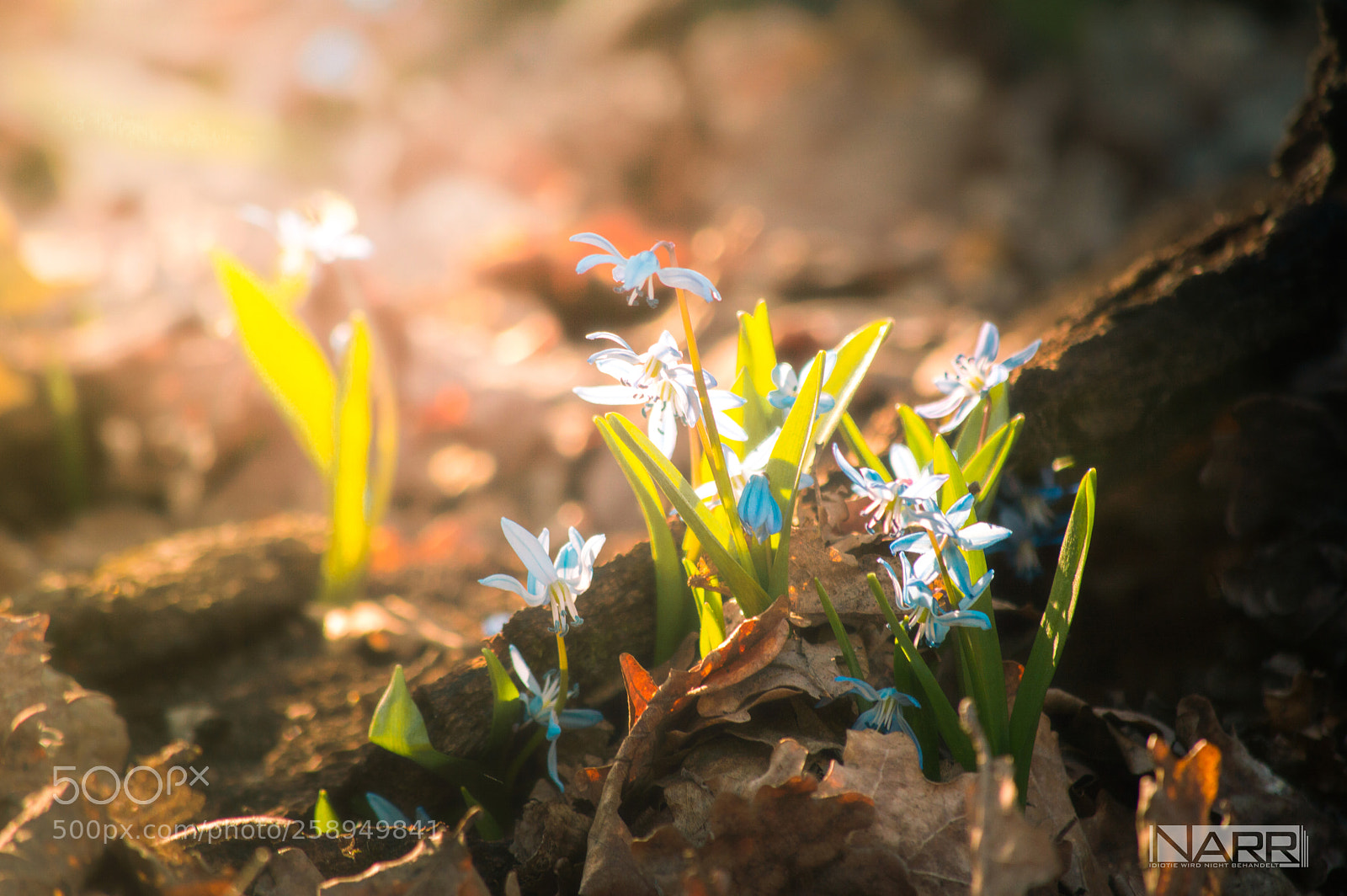 Nikon D3200 sample photo. Scilla photography
