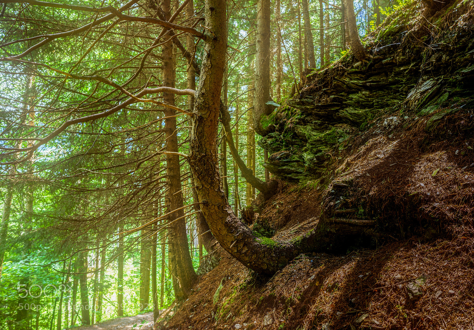 Sony a7R sample photo. Woodland photography