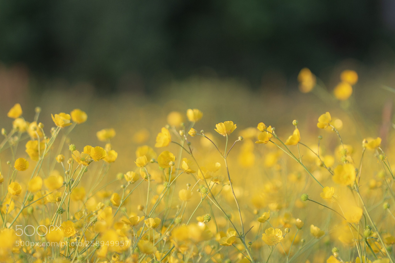 Nikon D7200 sample photo. Buttercup bokeh photography