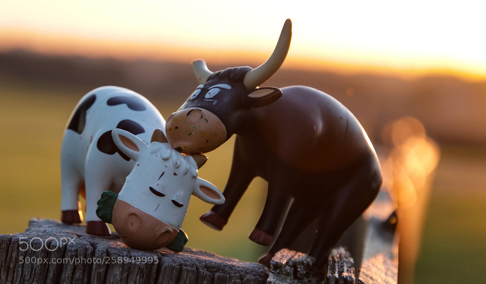 Canon EOS 77D (EOS 9000D / EOS 770D) sample photo. Img photography