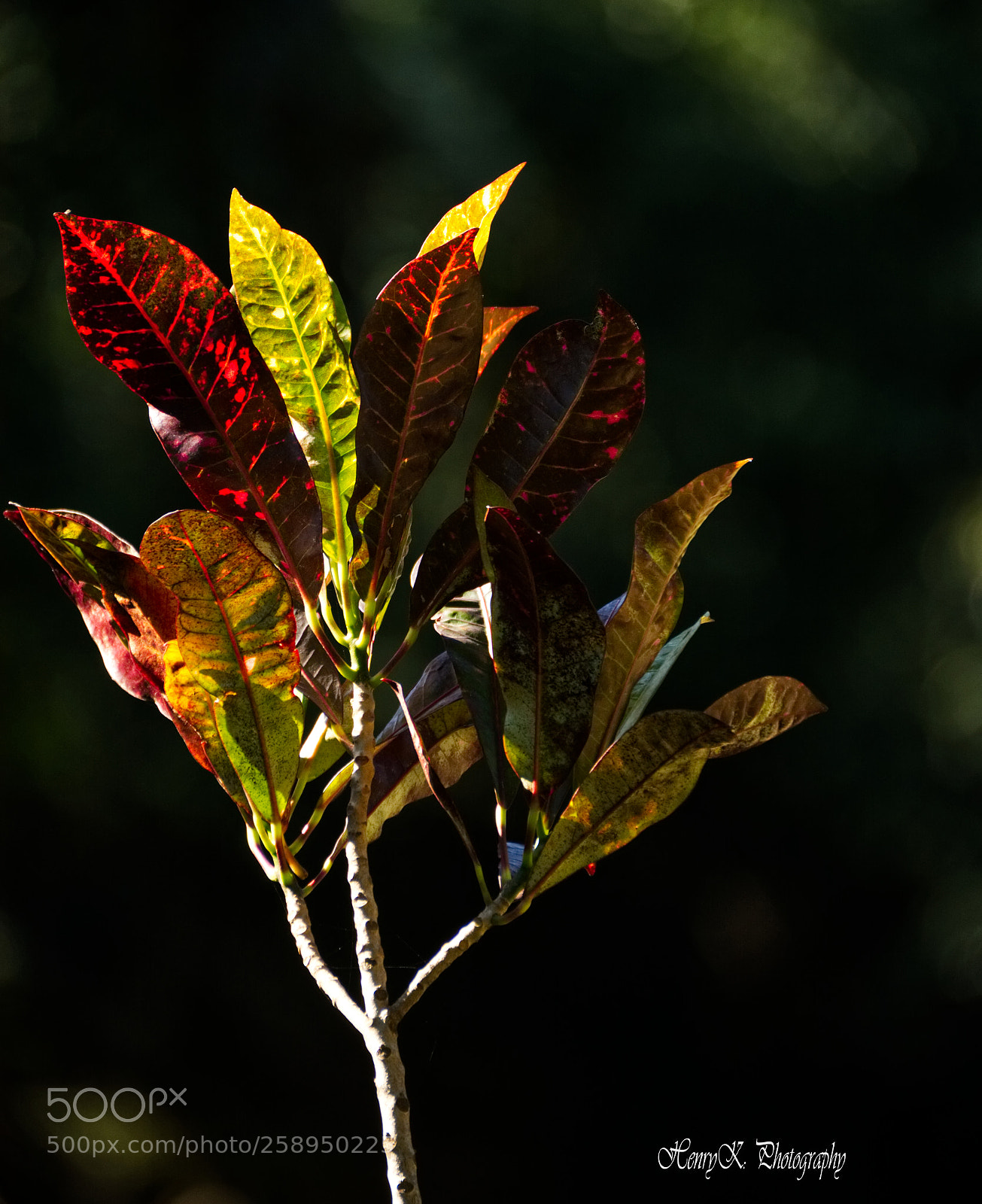 Nikon D7100 sample photo. Colourful leaves photography