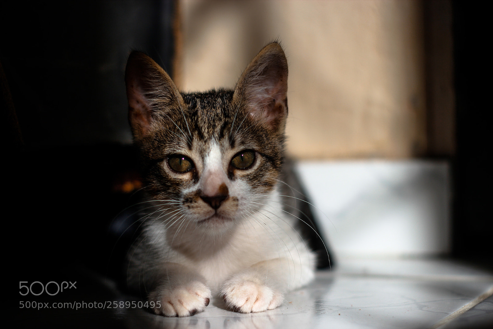 Canon EOS 600D (Rebel EOS T3i / EOS Kiss X5) sample photo. Cat photography