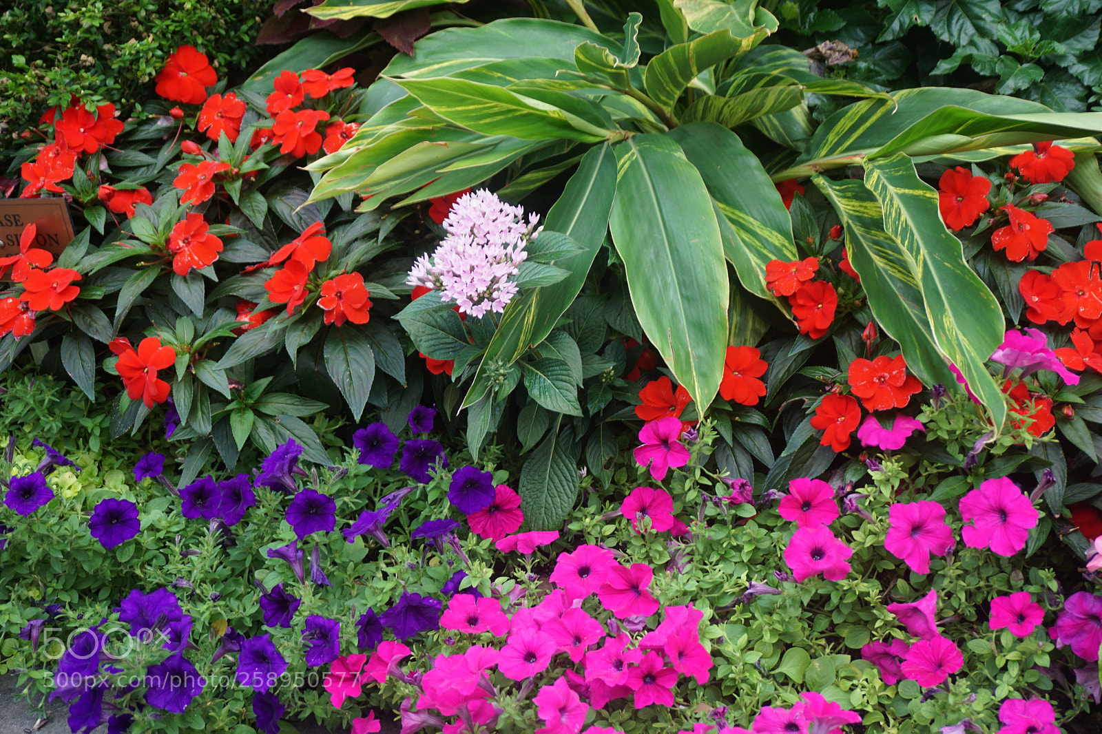 Sony E 16-50mm F3.5-5.6 PZ OSS sample photo. Flower photography