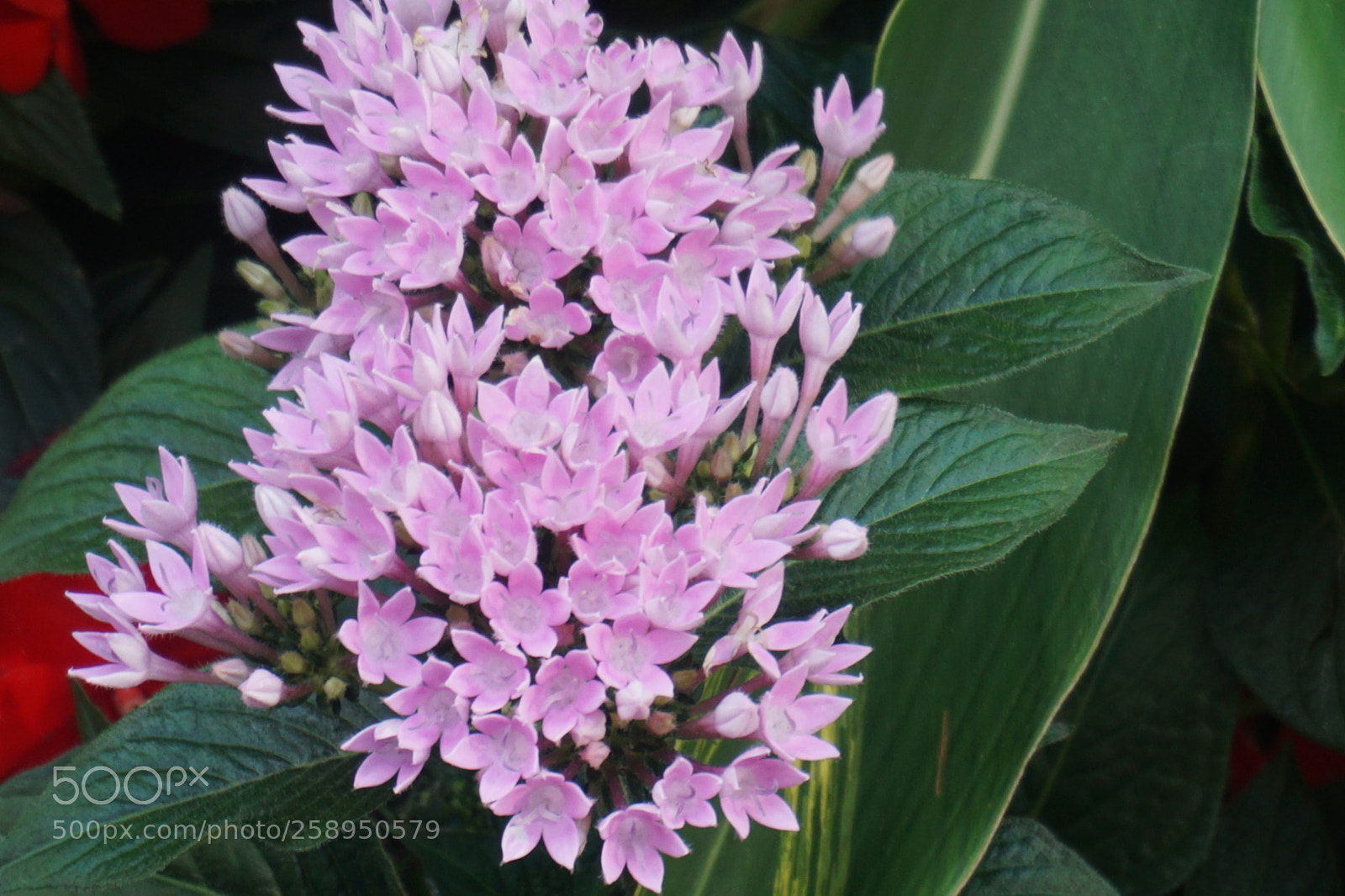 Sony a6000 sample photo. Flower photography