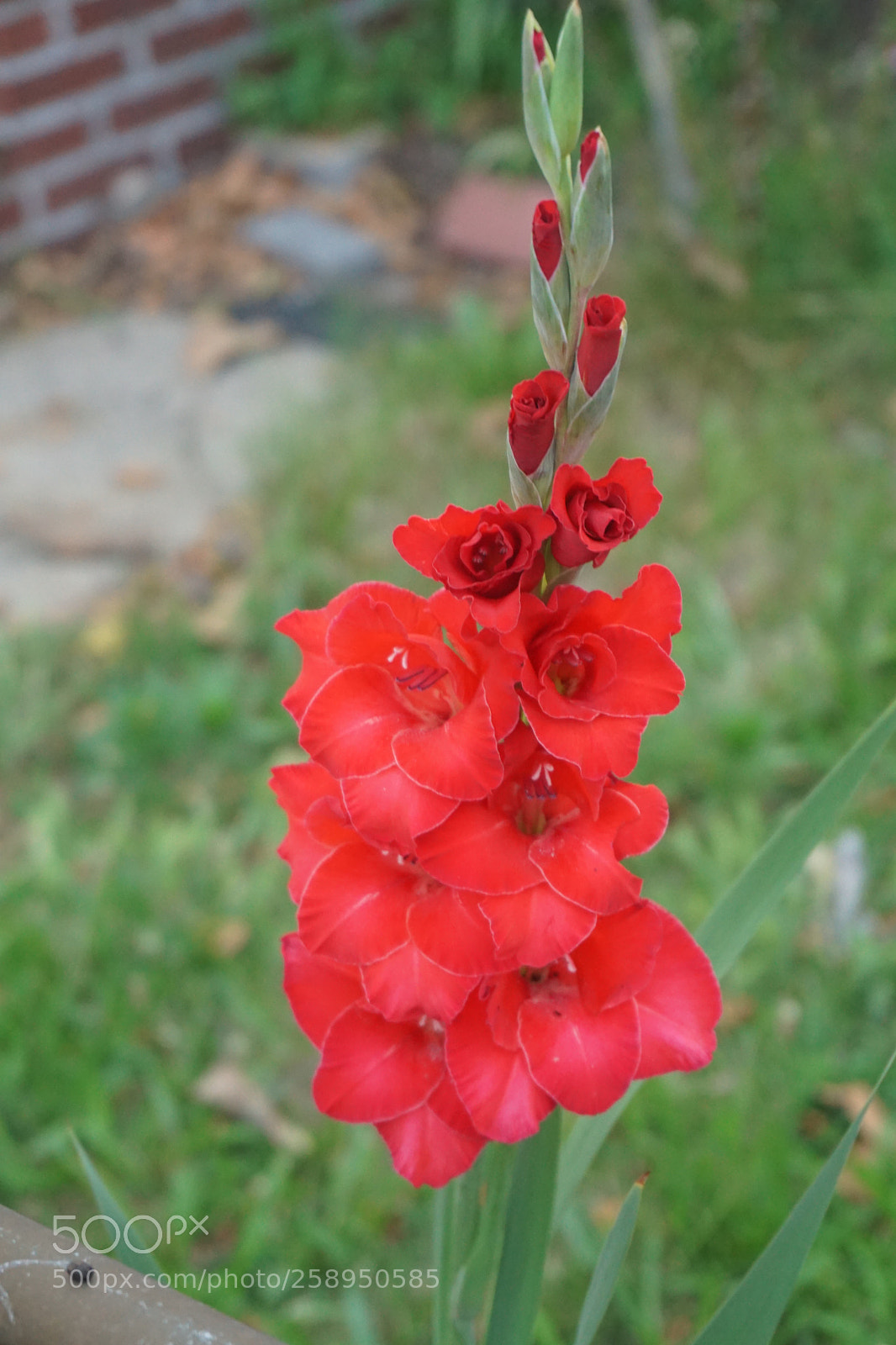 Sony a6000 sample photo. Flower photography