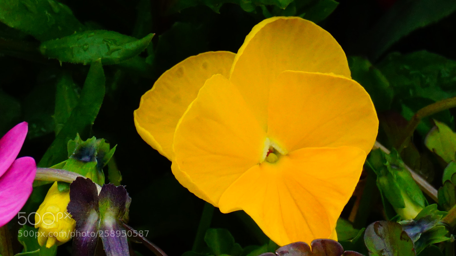Sony a6000 sample photo. Flower photography
