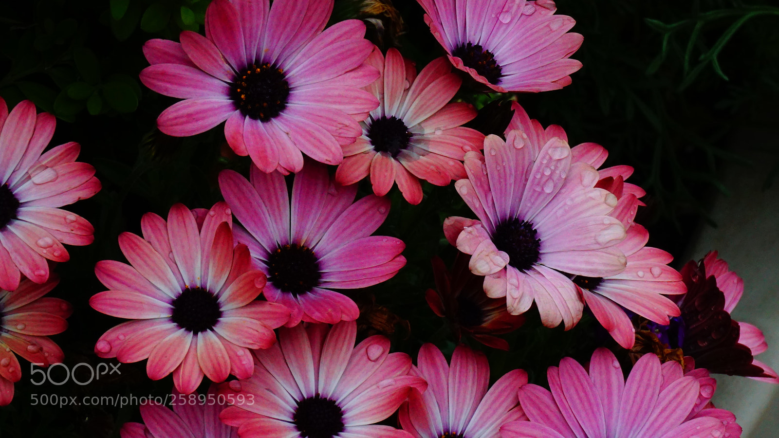 Sony a6000 sample photo. Flower photography