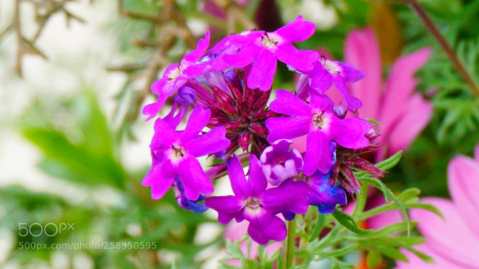 Sony a6000 sample photo. Flower photography