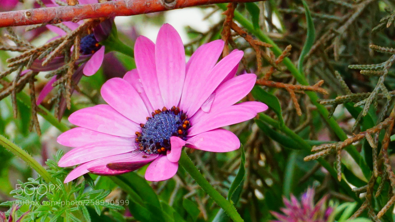 Sony a6000 sample photo. Flower photography