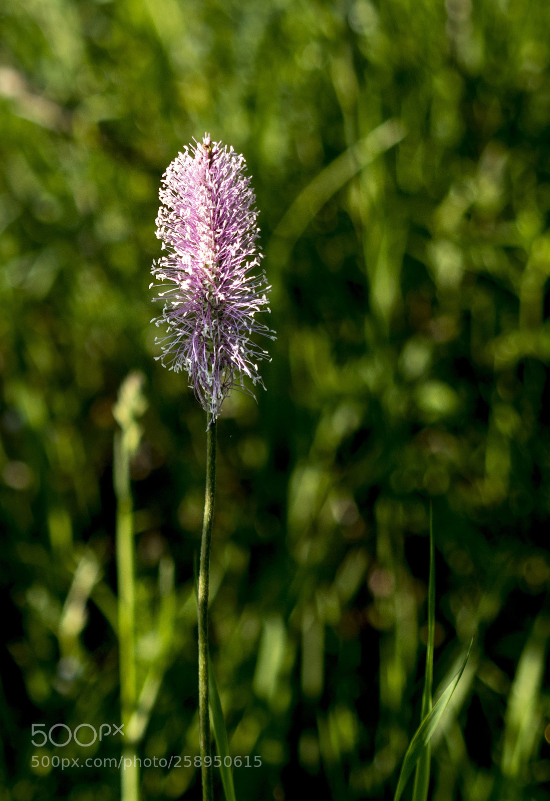Pentax K-30 sample photo. Fiore di maggio photography