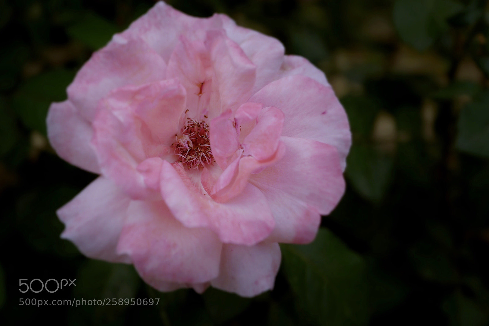 Leica Q (Typ 116) sample photo. Untitled photography