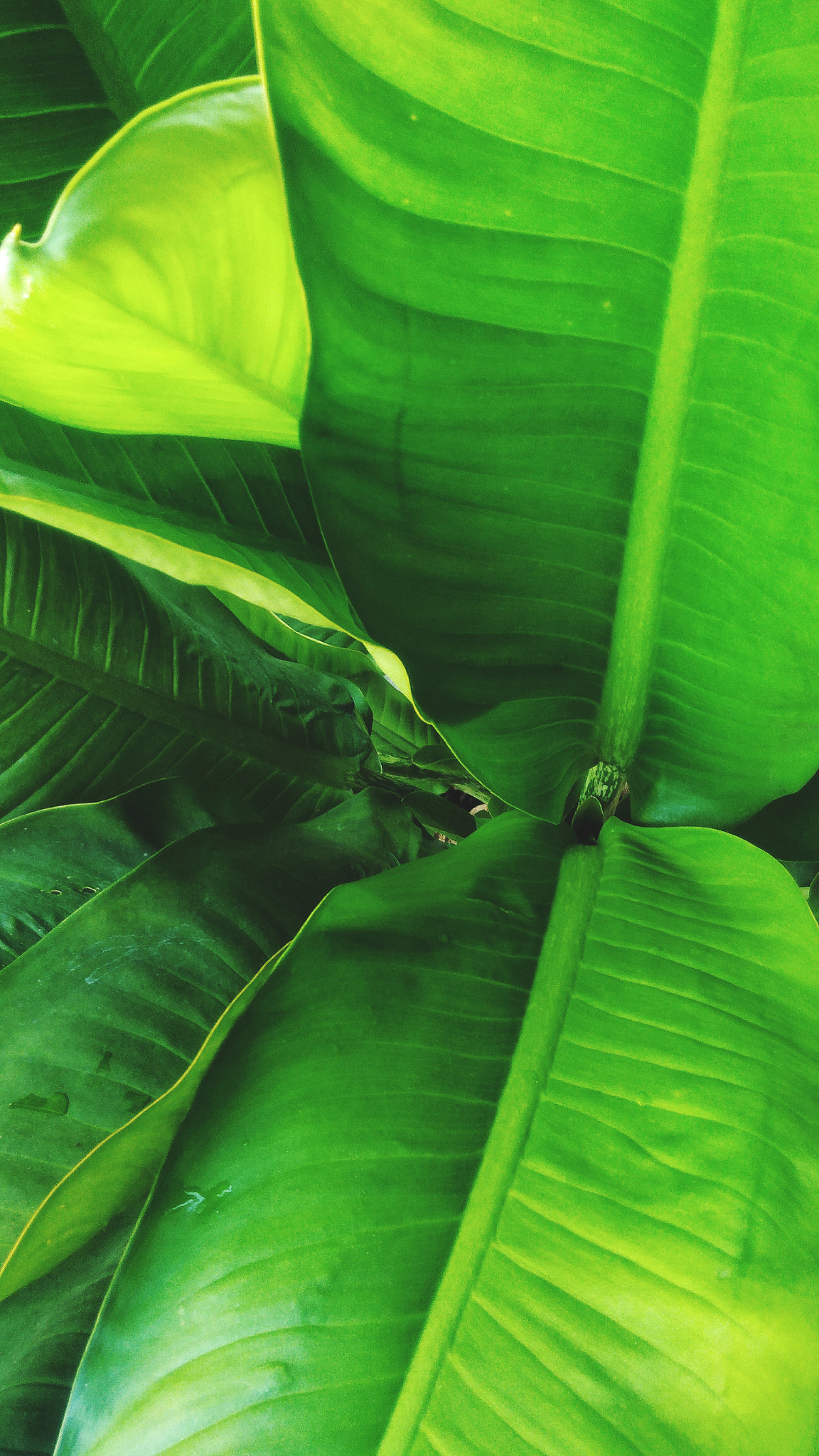 ASUS ZenFone 3 Max (ZC553KL) sample photo. Beautiful green leaf photography