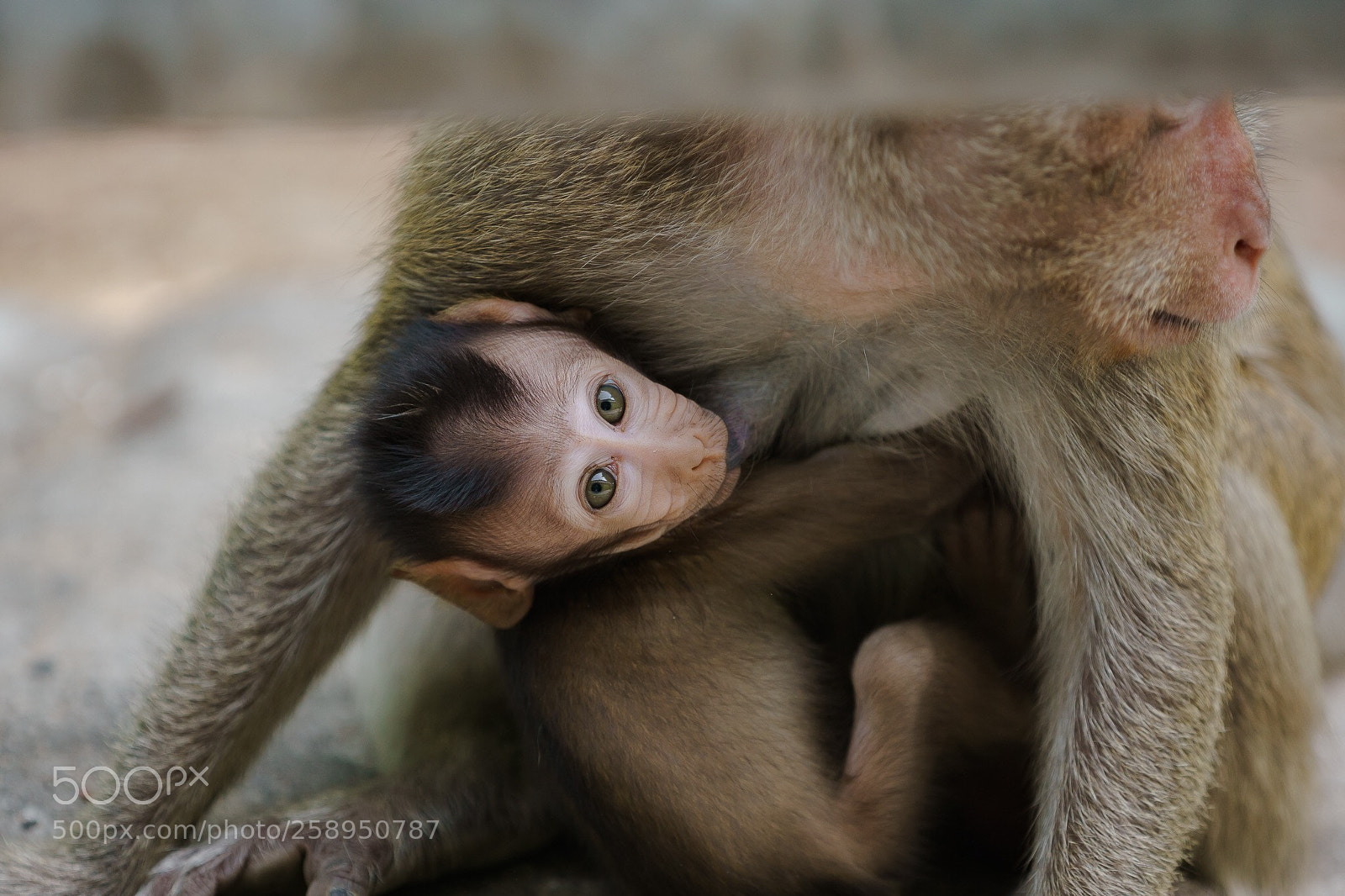 Sony a6000 sample photo. Little monkey photography
