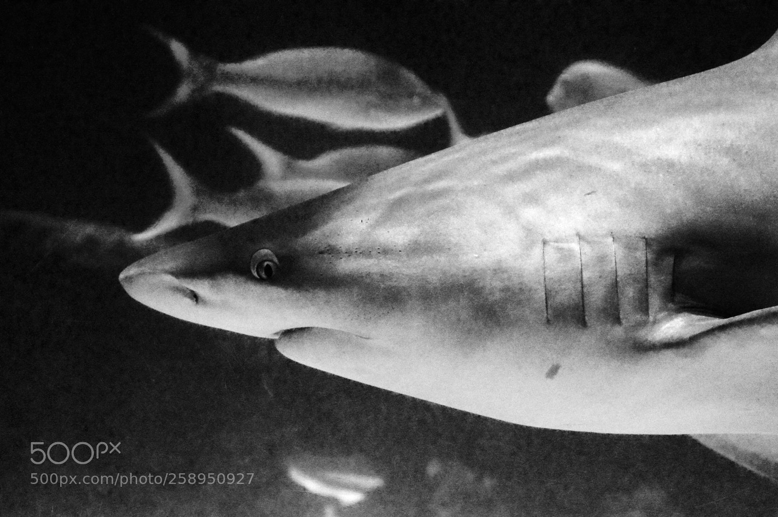 Nikon D3200 sample photo. Shark photography