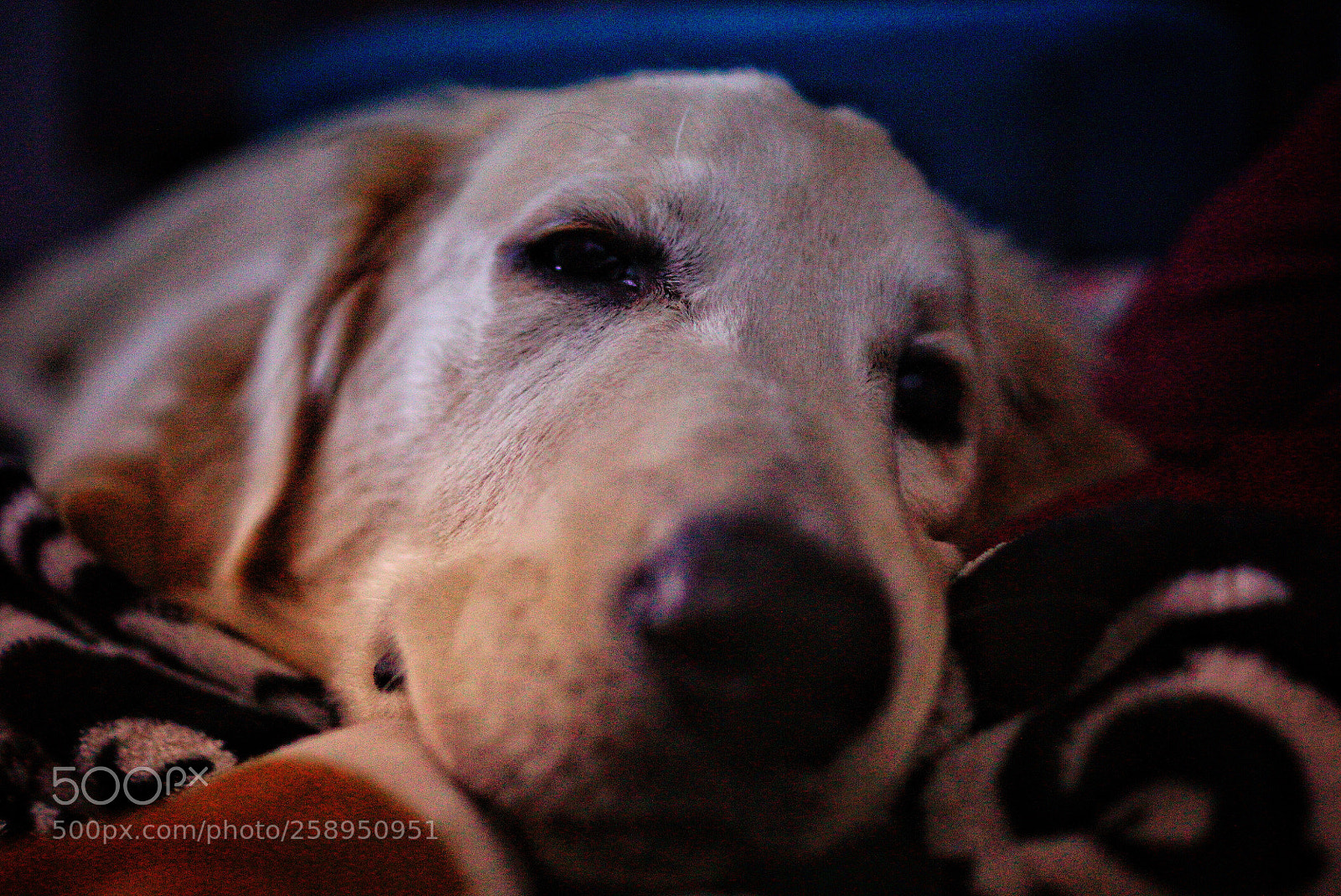 Sony ILCA-77M2 sample photo. Just jax photography