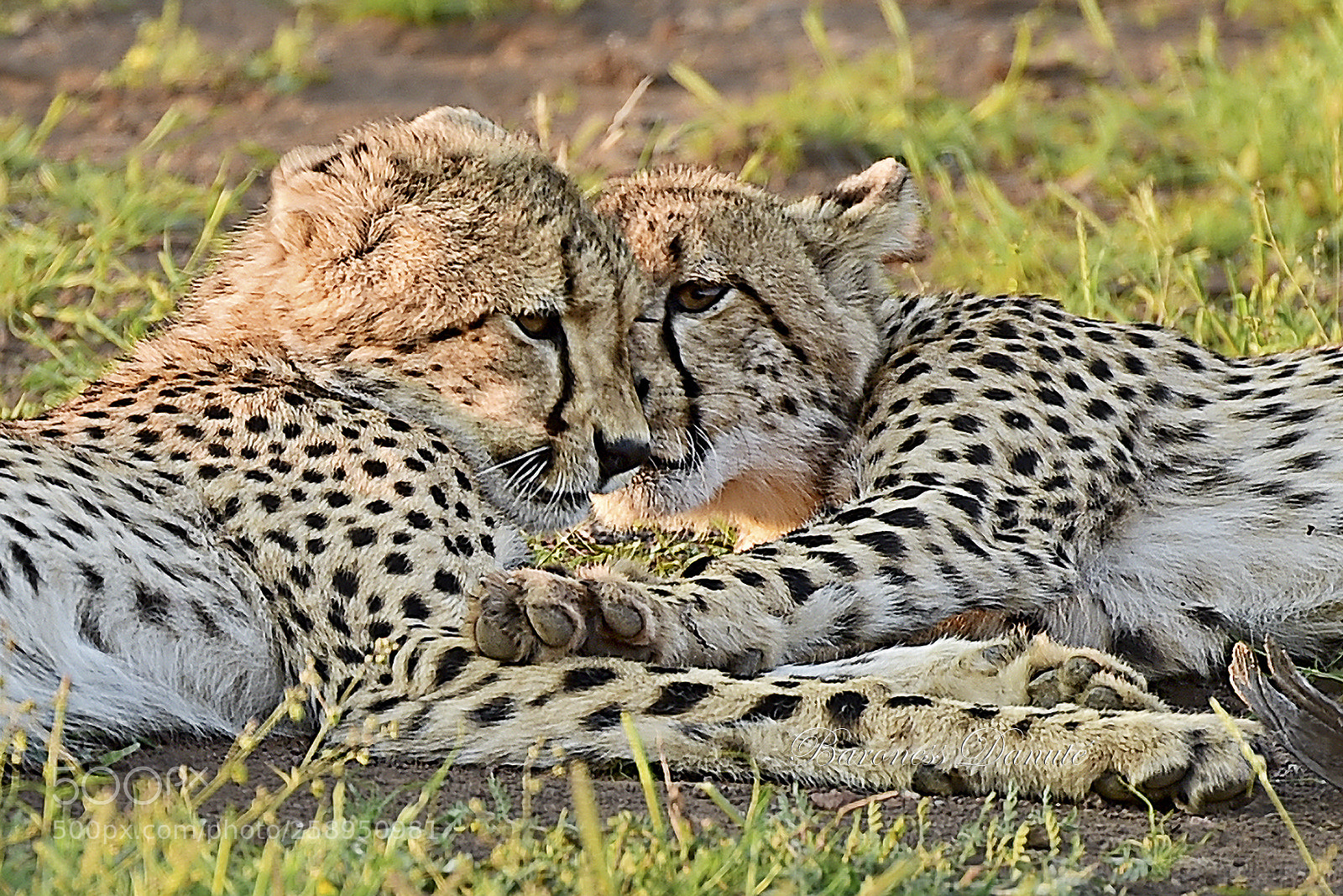 Nikon D4S sample photo. Twin chetahs photography
